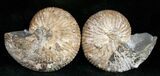 Sliced Hoploscaphites Brevis Ammonite - #12098-1